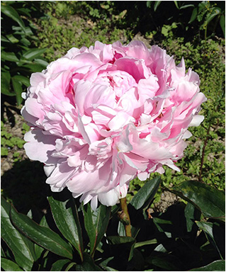 Award Winning Extra Virgin Olive Oil | Boundary Gardens | NZ Award Winning Extra Virgin Olive Oil | Boundary Gardens | NZ